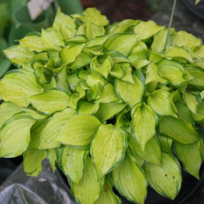 Hosta 'Cracker Crumbs'